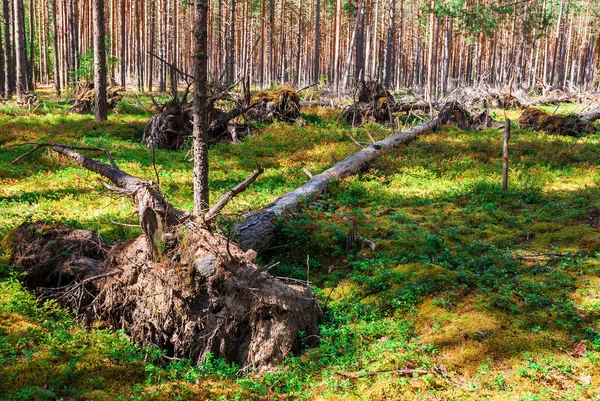 Muitas Árvores Caídas Floresta Como Resultado Bombardeio Durante Segunda Guerra — Fotografia de Stock