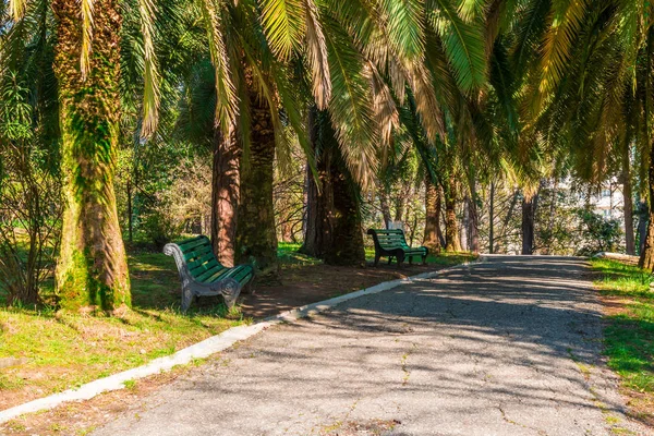 Dos Bancos Soleado Callejón Verano Parque — Foto de Stock