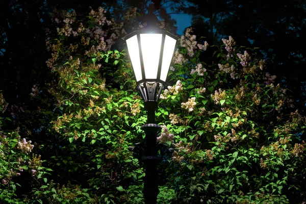 Éjszakai Utcai Fény Háttérben Lombozat Virágok Lila — Stock Fotó