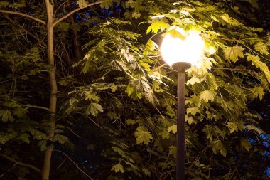 Ağaçların yeşillik arka planda Gece sokak ışığı