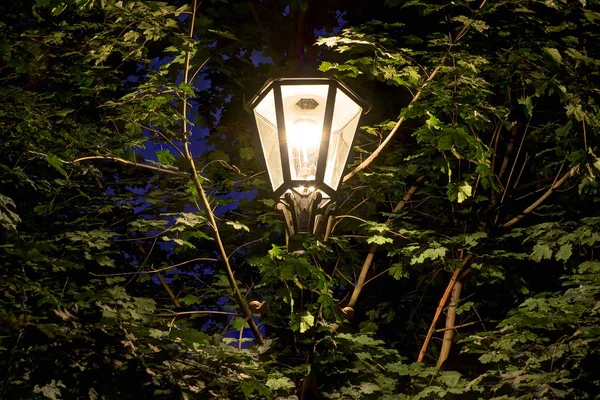 Nocne Światło Ulicy Tle Drzew Liści — Zdjęcie stockowe