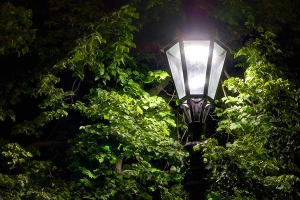 Nocne Światło Ulicy Tle Drzew Liści — Zdjęcie stockowe