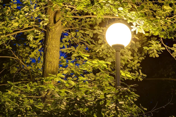 Nacht Straat Licht Achtergrond Van Boom Gebladerte — Stockfoto