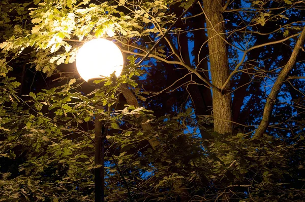 Luz Calle Nocturna Fondo Del Follaje Los Árboles — Foto de Stock