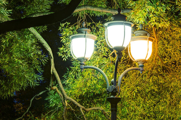 Night multicolor street lamps on the background of trees foliage
