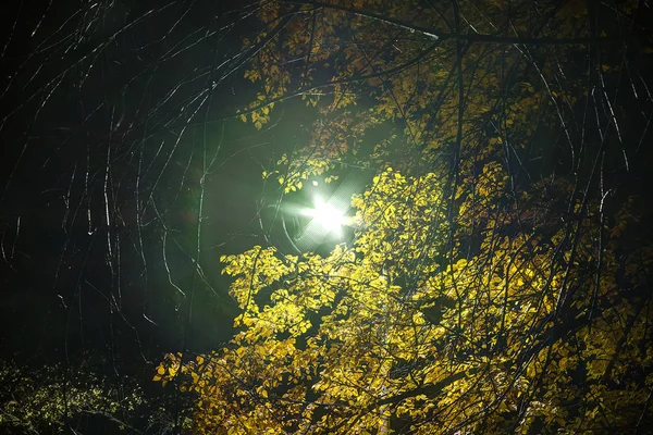 夜の紅葉や枝に囲まれた街灯が輝く — ストック写真