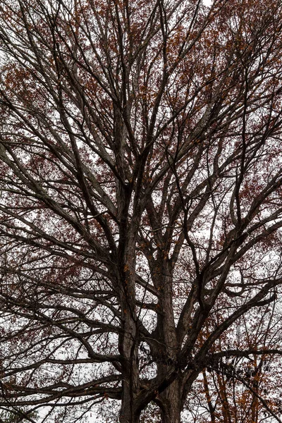 Texture Bare Branches Autumn Oak Tree Background Overcast Sky — Stock Photo, Image