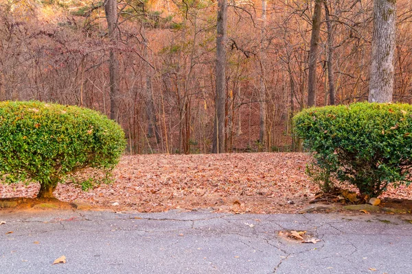 道端の2つの茂みと その後ろの秋の公園の木 — ストック写真