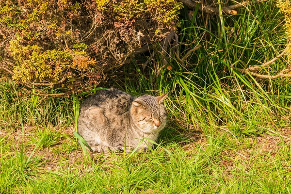 Kedi çimenlerde uyuyor. — Stok fotoğraf