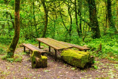 Chudo-Krasotka, Sochi, Rusya'da yosunlu masa ve banklar