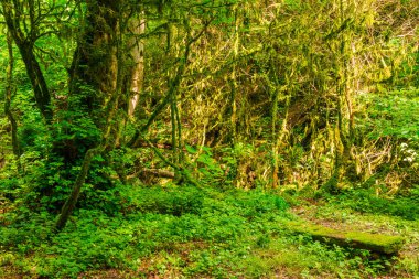 Chudo-Krasotka vadisindeki Boxwood korusu, Soçi, Rusya Federasyonu