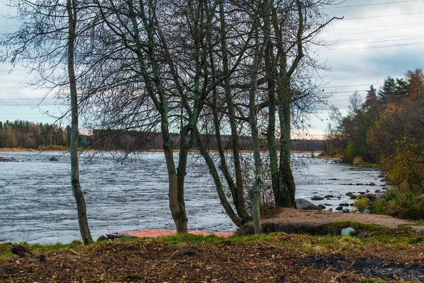 Árboles Con Ramas Desnudas Fondo Del Río Vuoksi Día Nublado — Foto de Stock