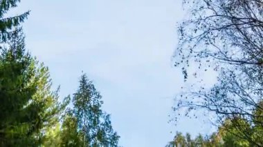 Sonbahar günü bulutlu gökyüzünün arka planında ağaç taçlarının hızlandırılmış videosu
