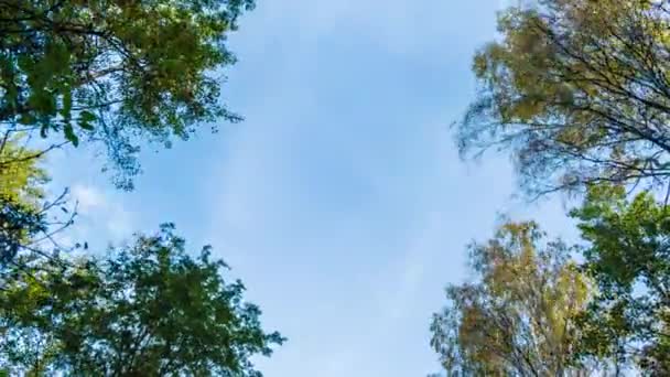 Tempo Lapso Vídeo Coroas Árvores Fundo Céu Nublado Dia Outono — Vídeo de Stock