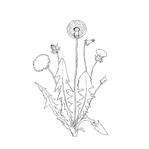 Maskros botaniska isolerad illustration — Stock vektor