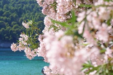 Deniz kenarında çiçekler açarlar.