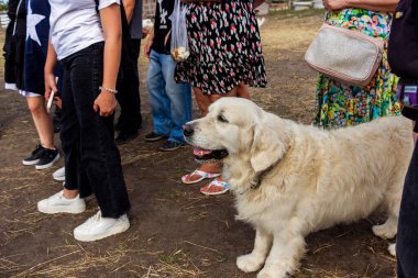 dog standing, next to people, large white shepherd, teenager-boy, women, field, farm, summer, side view, walking, horizontal photo, pet, outdoors, friendship