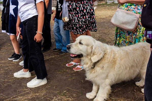 dog standing, next to people, large white shepherd, teenager-boy, women, field, farm, summer, side view, walking, horizontal photo, pet, outdoors, friendship