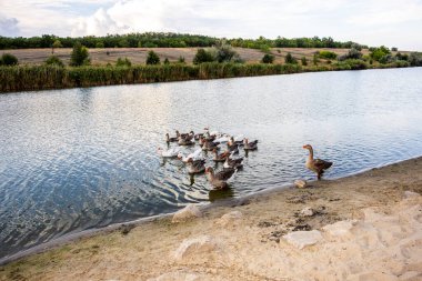 Gri kaz sürüsü, nehir kıyısında, suda, büyük evcil kuşlar, pembe gagalar, karşı kıyıda sazlıklar, ağaçlar, akşam yemeği, taşlar, resim gibi doğa.