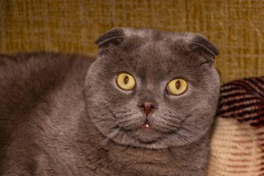 Yetişkin kedi, tam yüz, portre, kareli battaniye üzerinde, makro, ciddi yüz, oturur, sarı gözlü, çerçeveye bakar, düşünceli, İskoç katlı, gri İskoç katlı, şirin, arkadaş, evcil hayvan, yatay fotoğraf, gri, tüylü, tüylü