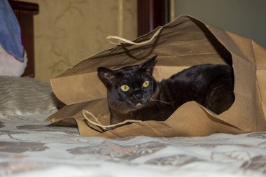 Dışarı bakıyor, sarı gözlü, portre, meraklı, cins, evcil, yatak odasında, dolapta arka plan, yakın çekim,