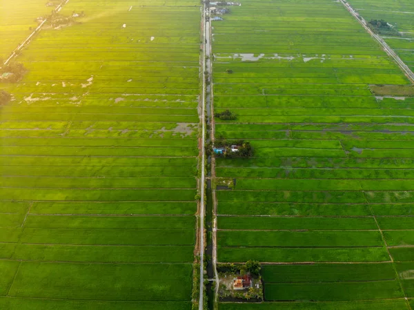 Vue Aérienne Rizière Verte Dans Zone Rurale Malaisie Pendant Lever — Photo