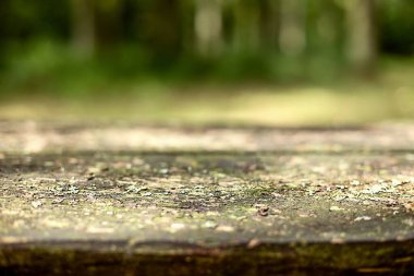 Pörsümüş ahşap bir yüzeye yakın plan. Bulanık orman arka planında yosun var. Yüksek kalite fotoğraf