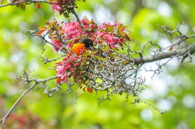 Erkek Baltimore Oriole Perched Yaz aylarında elma ağacının Dalı üzerinde