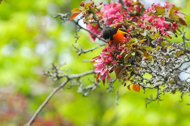 Erkek Baltimore Oriole Perched Yaz aylarında elma ağacının Dalı üzerinde