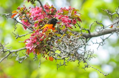 Erkek Baltimore Oriole Perched Yaz aylarında elma ağacının Dalı üzerinde