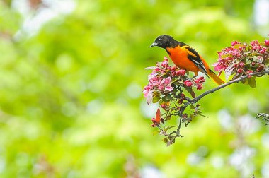 Erkek Baltimore Oriole Perched Yaz aylarında elma ağacının Dalı üzerinde