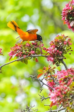 Erkek Baltimore Oriole Perched Yaz aylarında elma ağacının Dalı üzerinde