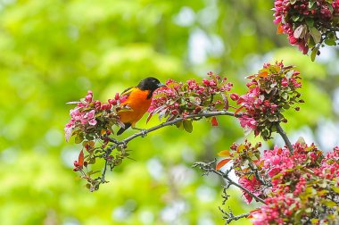Erkek Baltimore Oriole Perched Yaz aylarında elma ağacının Dalı üzerinde