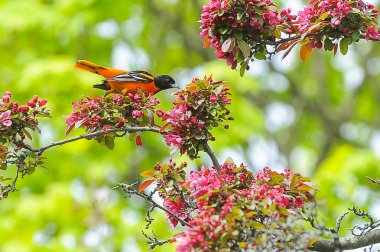 Erkek Baltimore Oriole Perched Yaz aylarında elma ağacının Dalı üzerinde