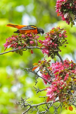 Erkek Baltimore Oriole Perched Yaz aylarında elma ağacının Dalı üzerinde