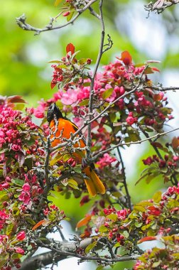 Erkek Baltimore Oriole Perched Yaz aylarında elma ağacının Dalı üzerinde