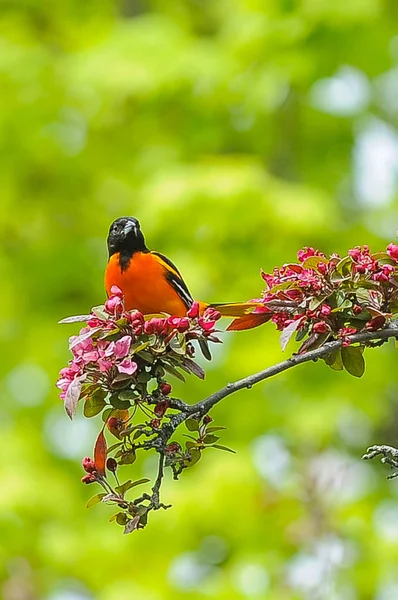 Male Baltimore Oriole Perched Branch Apple Tree Summer Time — Stock Photo, Image