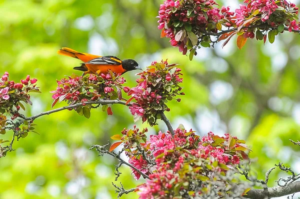 Erkek Baltimore Oriole Perched Yaz aylarında elma ağacının Dalı üzerinde