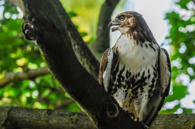 Kırmızı kuyruklu şahin şube üzerinde oturuyor