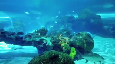 Renkli balıkların, köpekbalıklarının ve vatozların derin mavi denizde yüzdüğü güzel bir su altı dünyası..