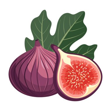 Yapraklı taze incir meyvesi. Tatlı ve sulu tropikal meyve. Botanik illüstrasyon.