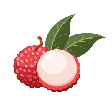 Taze liçi. Tatlı ve sulu tropikal meyve. Botanik illüstrasyon.