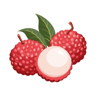 Taze liçi. Tatlı ve sulu tropikal meyve. Botanik illüstrasyon.