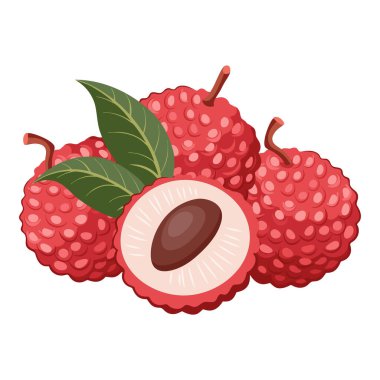 Taze liçi. Tatlı ve sulu tropikal meyve. Botanik illüstrasyon.