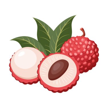 Taze liçi meyveleri. Tatlı ve sulu tropikal meyve. Botanik illüstrasyon.