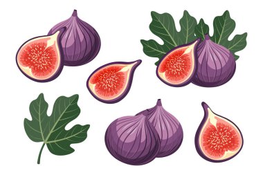 Taze incirler, olgun ve sulu, yapraklarla. Sağlıklı meyve çizimi.