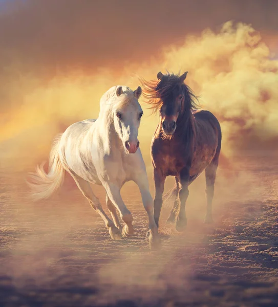 Deux petits poneys courent dans la poussière sur les nuages couchant le soleil — Photo