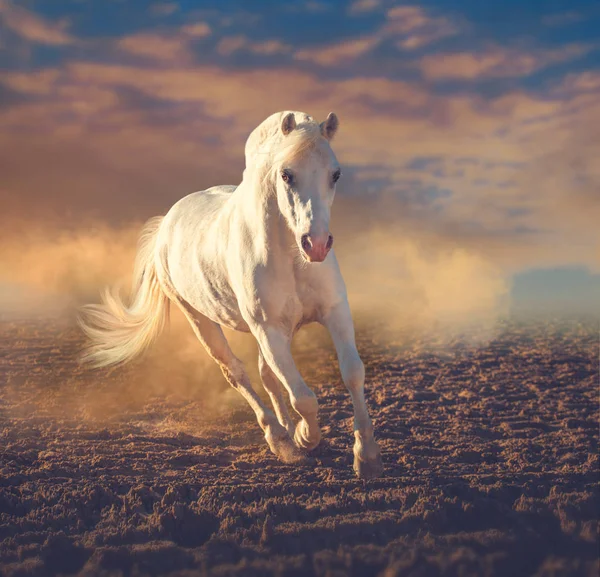 White  pony runs in the dust on sunset clouds — Stock Photo, Image