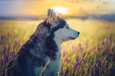 Husky eflatun çiçekler gün batımı arka plan üzerinde oturan