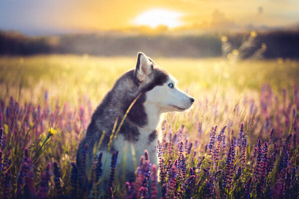 Cute husky with blue eyes sitting in green grass and lilac flowers on sunset background